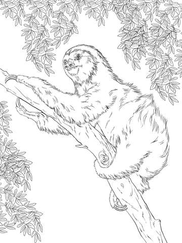 Two Toed Sloth On Tree Coloring Page